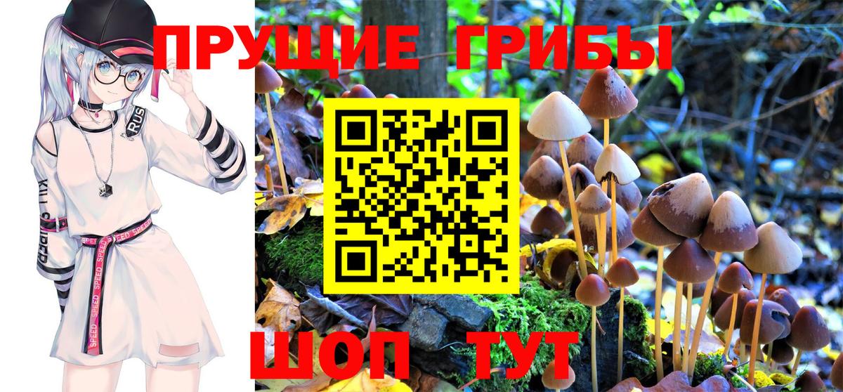 Псилоцибиновые грибы Psilocybine cubensis Выборг